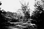West Palmetto Park Road, 1920