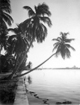 Palm Tree in Lake Worth, 1946