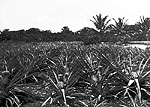Pineapple Plantation, 192-