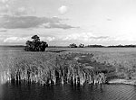View from Tamiami Trail, Everglades, 1953