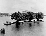 Banyan Tree Being Transported Across Lake Worth To Palm Beach, Palm Beach Florida, 1963