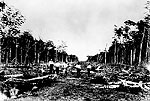 Land Being Cleared for Lincoln Road, 1905
