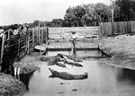 Florida Alligator Farm, c1900