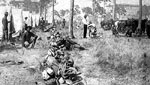 Camp Barber at Work During the Spanish-American War, Sanford, 1898