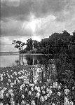 Water Hyacinth on St. John's River, Green Cove Springs, 1931