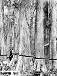 O.M. Anderson With Ringed Cypress Trees Ready To Be Cut, 1929