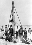 12ft Hammerhead Shark Caught at Palm Beach, 1893